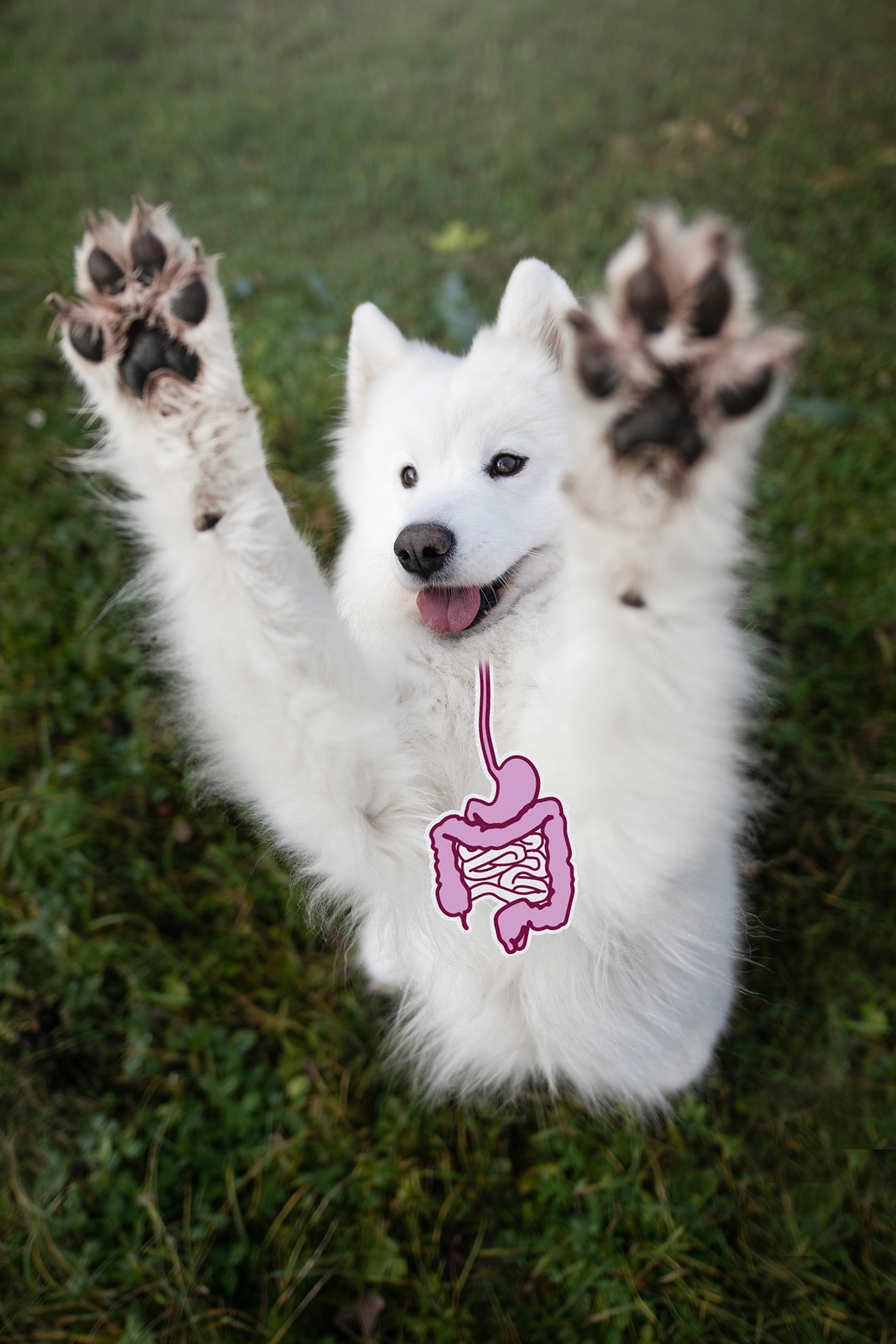 Why Your Dog's Gut Controls More Than Digestion