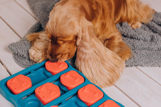 5 Fun Brain Games to Keep Your Dog Sharp & Happy