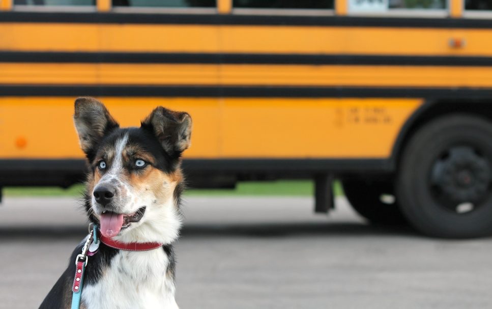 Helping Your Dog Adjust to Back-to-School Schedule Changes