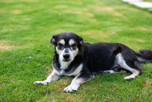 6 Signs Your Dog Is Aging Faster Than You Think
