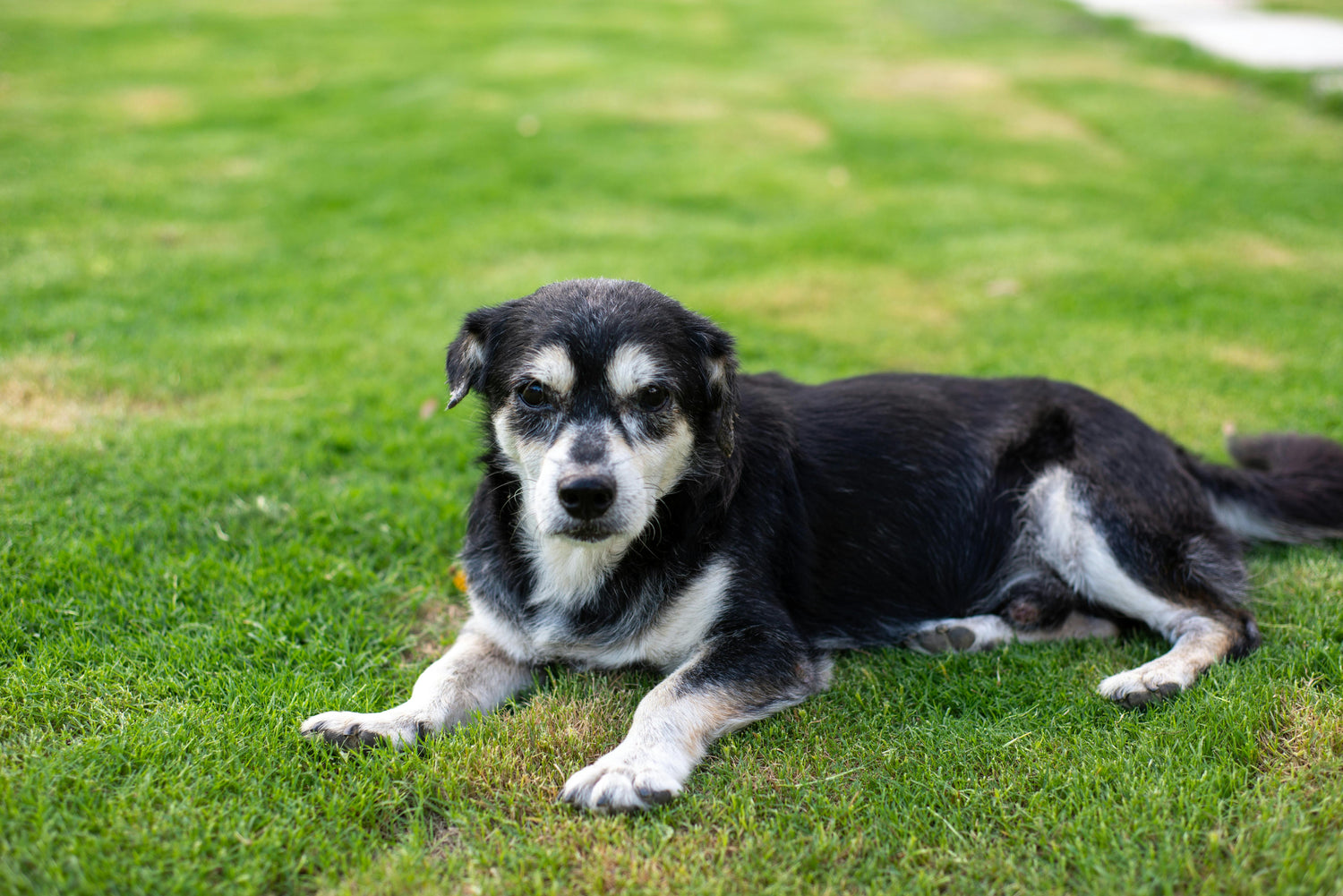 6 Signs Your Dog Is Aging Faster Than You Think