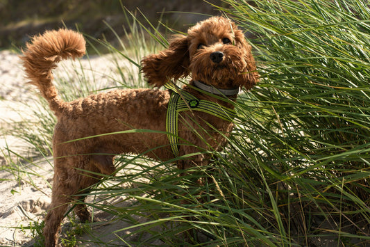 Unraveling the Mystery: A Guide to Common Allergies in Dogs