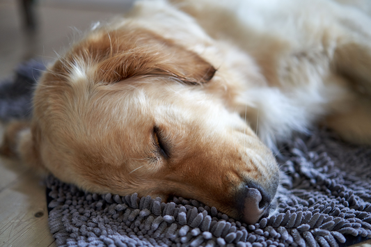 Why Your Dog's Sleep Quality Matters So Much