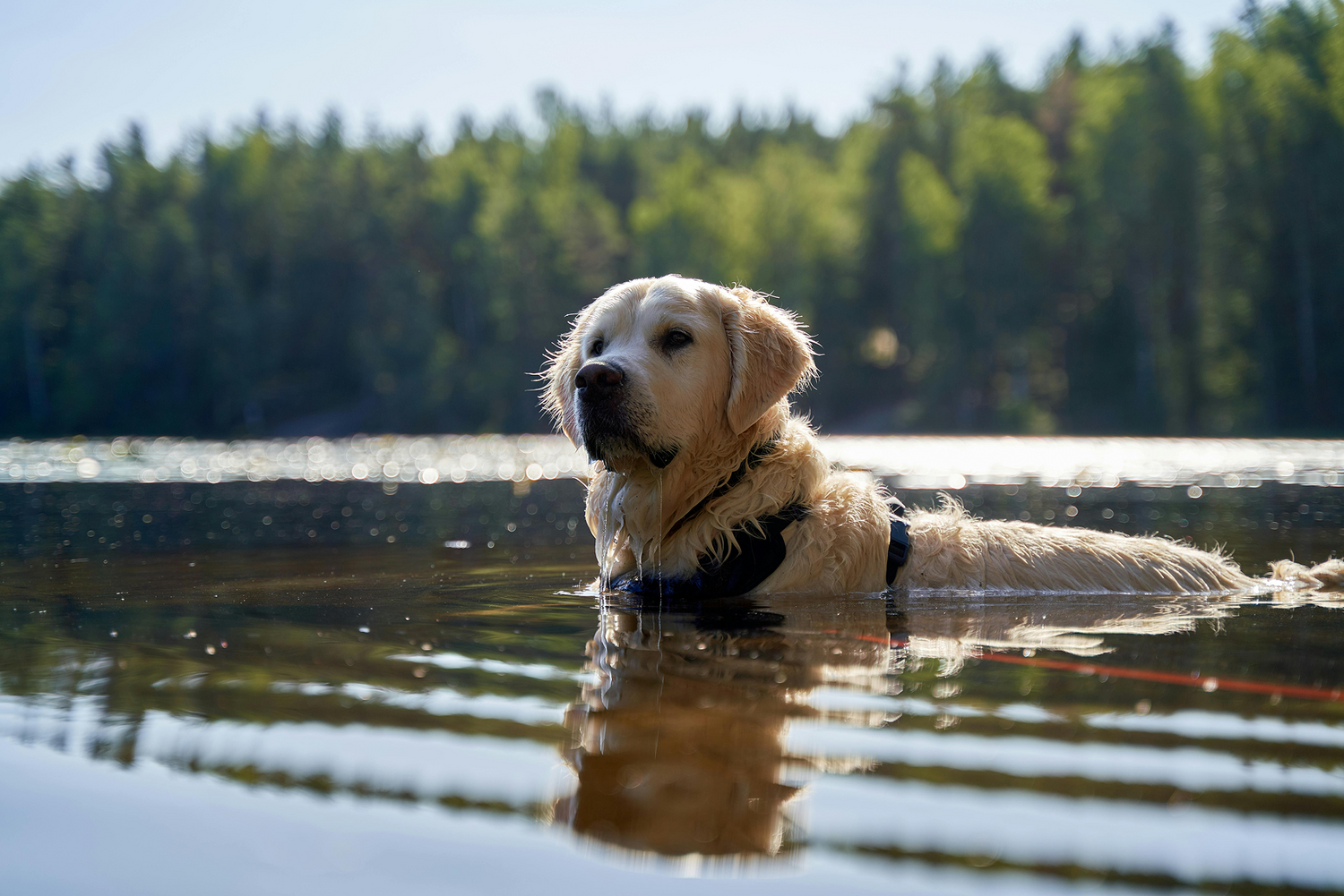 The Dog Water Safety Guide You Need Today