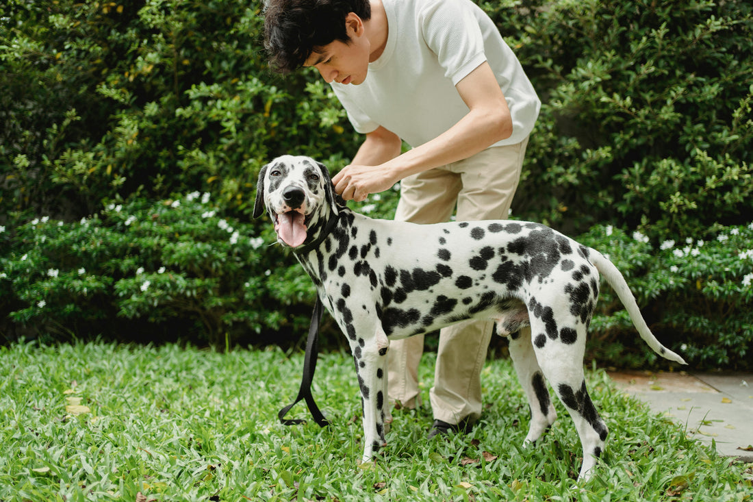 The Spring Itch: Why Dogs Scratch More Now
