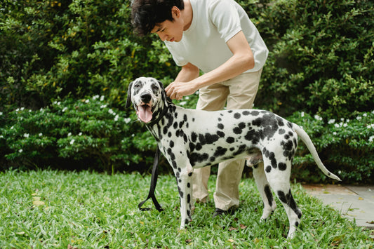 The Spring Itch: Why Dogs Scratch More Now