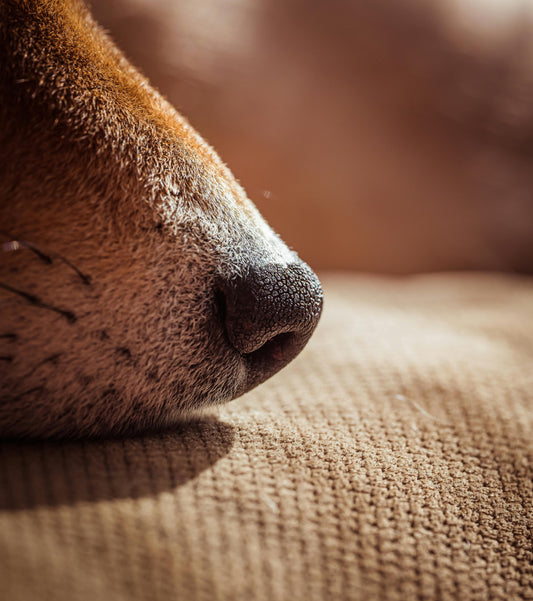Can Dogs Really Smell Cancer? What Science Says