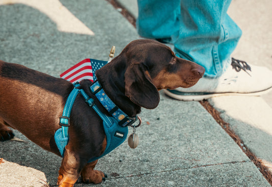How to Prep Your Dog for America's 250th