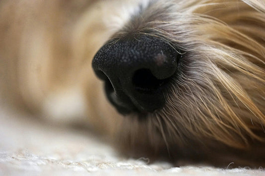 Why Do Dogs Sniff Everything? A Nose-Level Look at Their World