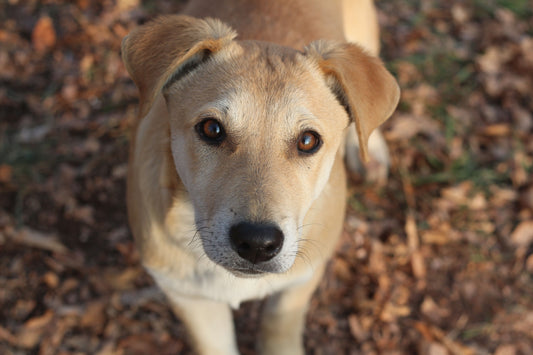 Why Your Dog Acts Different When Fall Arrives