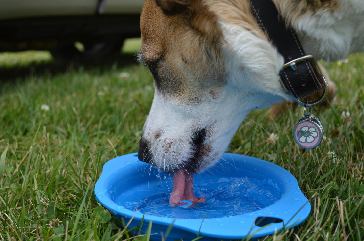 How Most Dog Owners Get Hydration All Wrong