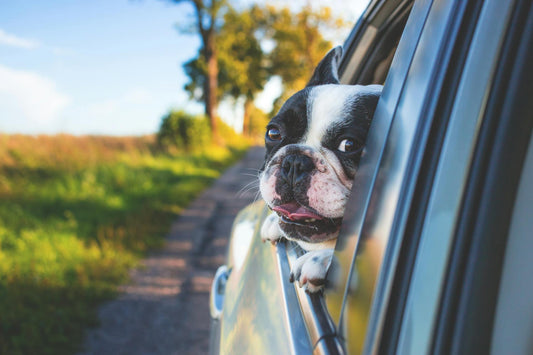 Ultimate Guide to Traveling with Your Dog This Summer