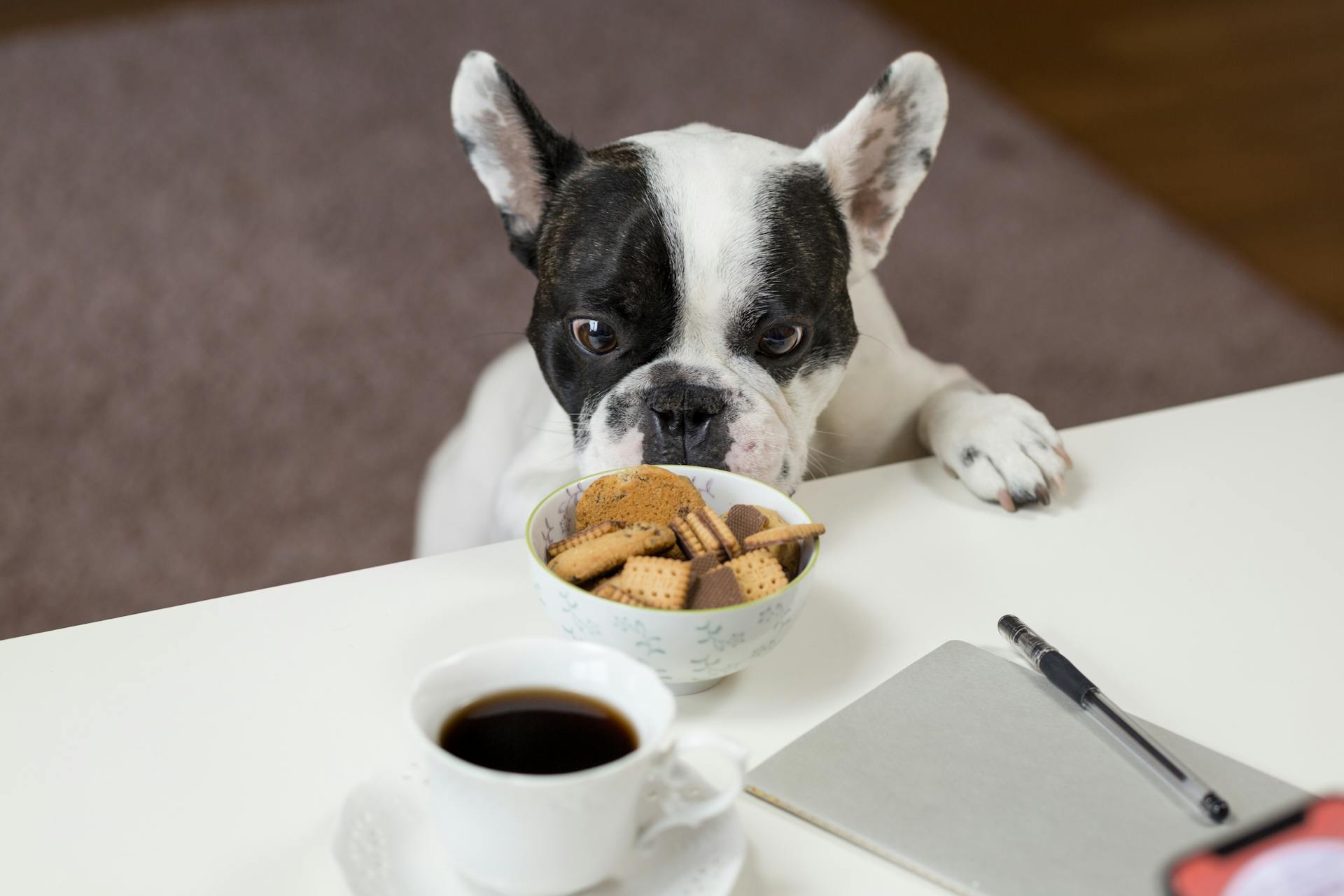 Feeding for Relief: Crafting a Diet to Combat Your Dog's Allergies