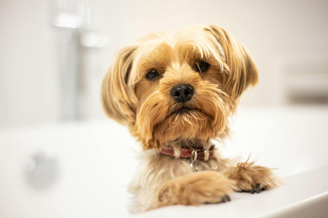 Glow Up: DIY Solutions for Your Dog's Healthy Skin and Fur