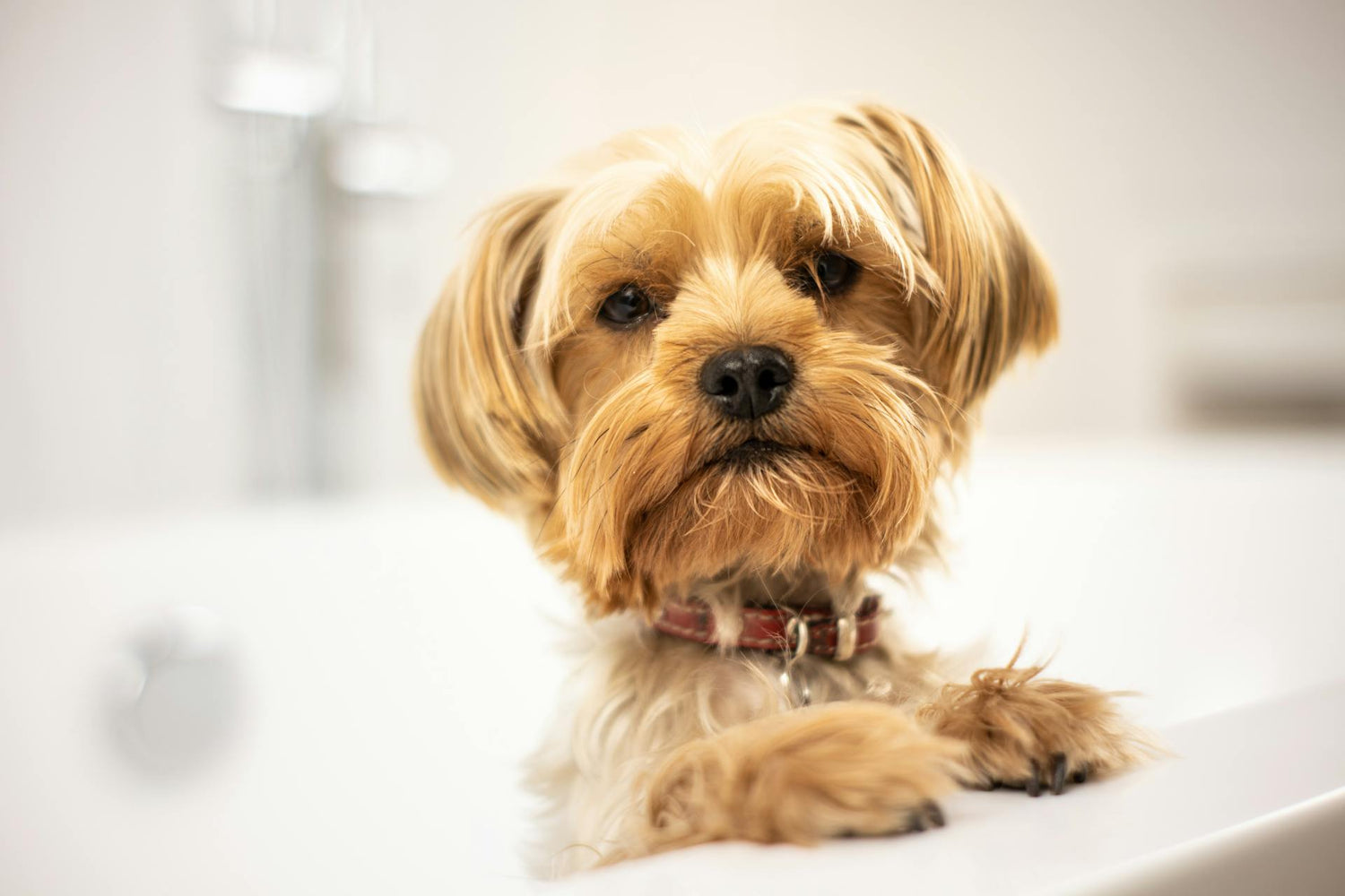 Glow Up: DIY Solutions for Your Dog's Healthy Skin and Fur