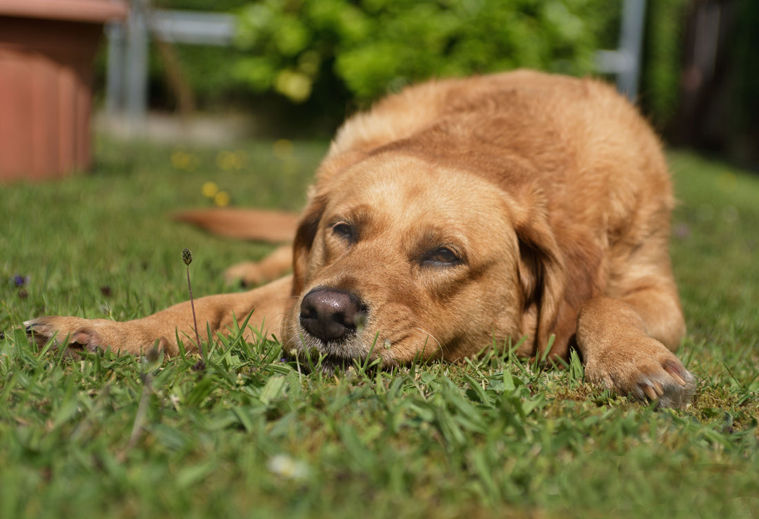 Why Your Dog's Coat Looks Worse in August
