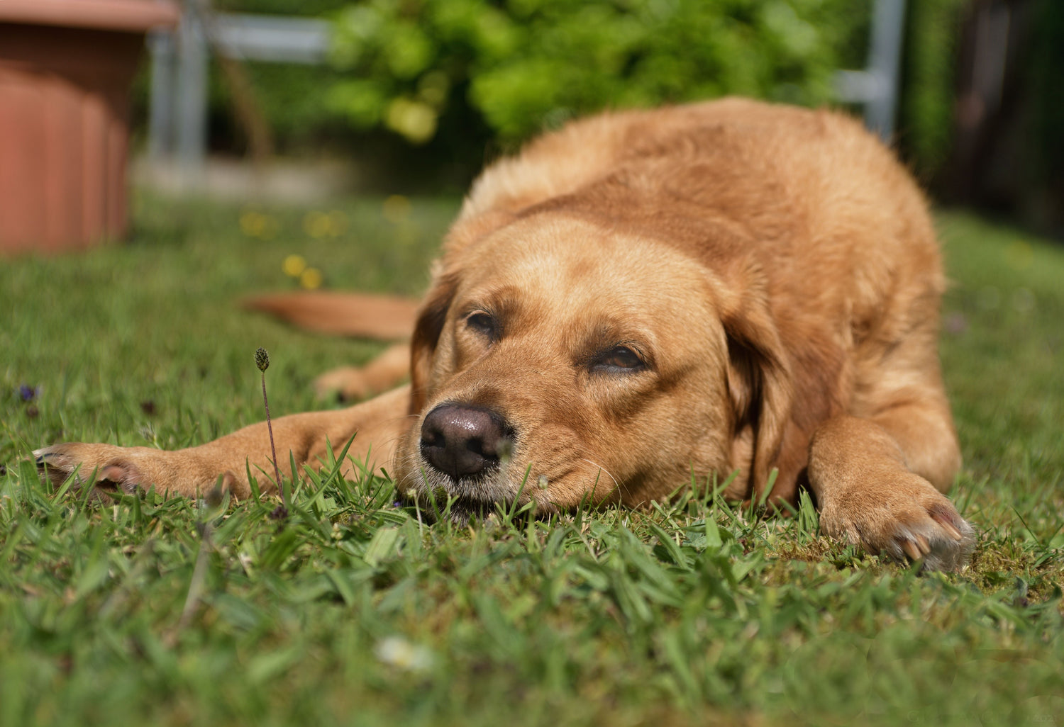 Why Your Dog's Coat Looks Worse in August
