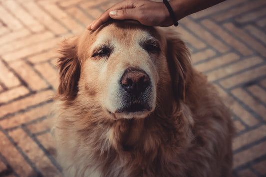 Osteoarthritis (in dogs)