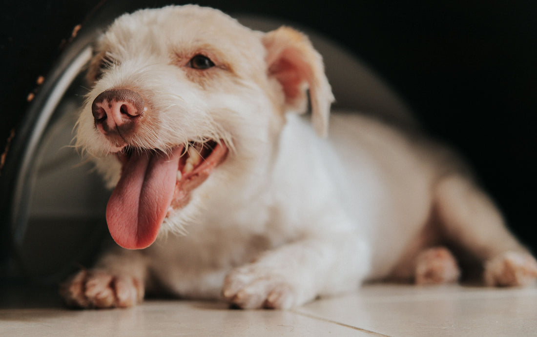 The Real Signs Your Dog Is Overheating Now