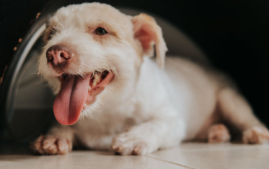 The Real Signs Your Dog Is Overheating Now
