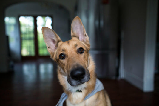 Scientists Finally Figured Out the Head Tilt—And It’s Smarter Than You Think