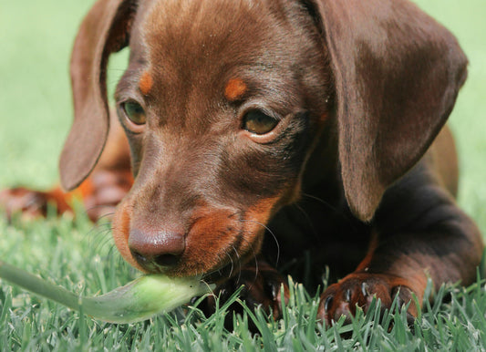 Why Does My Dog Eat Grass Like It’s a Salad Bar?
