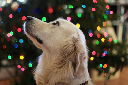 6 Dogs Who Became Heroes on Christmas (True Rescue Stories)