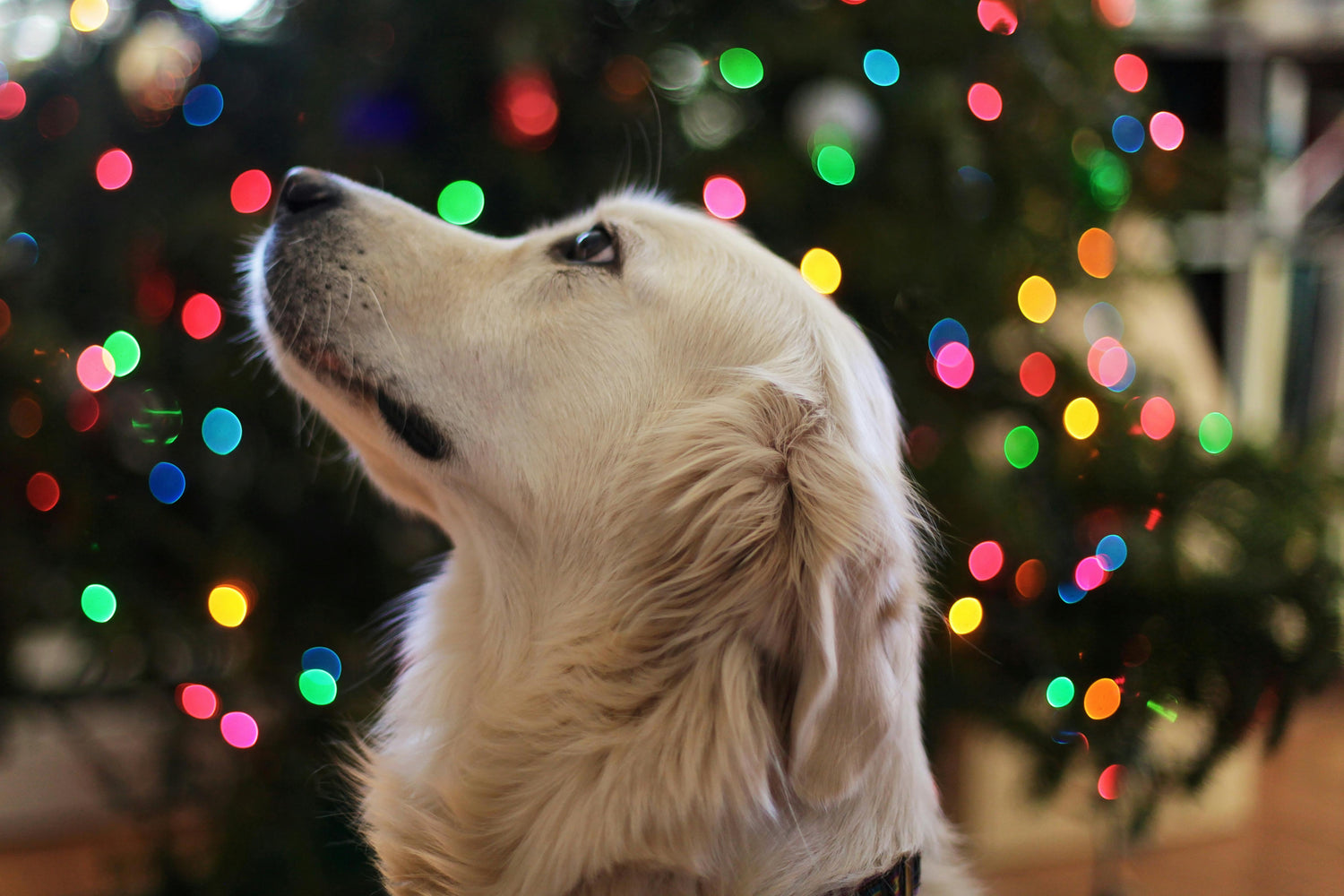 6 Dogs Who Became Heroes on Christmas (True Rescue Stories)