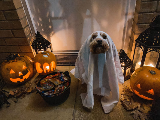 The Halloween Safety Guide Your Dog Needs Now