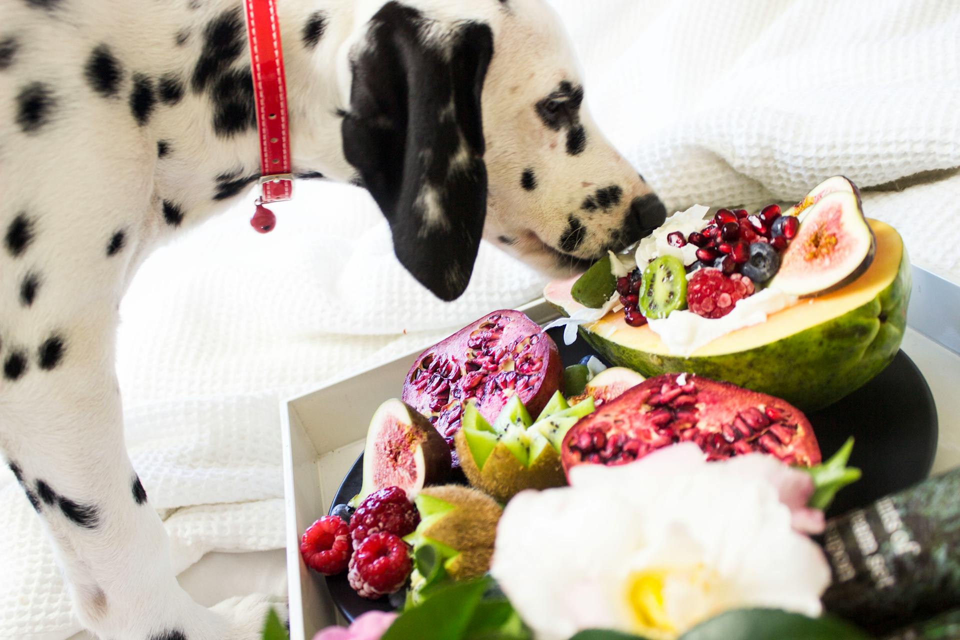Nourishing Your Pooch: 7 Human Foods That Can Boost Your Dog's Health