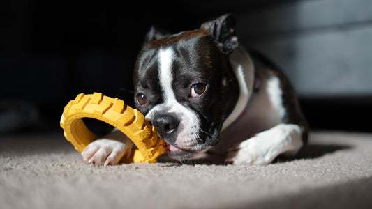 10 Indoor Enrichment Ideas That Tire Your Dog Out