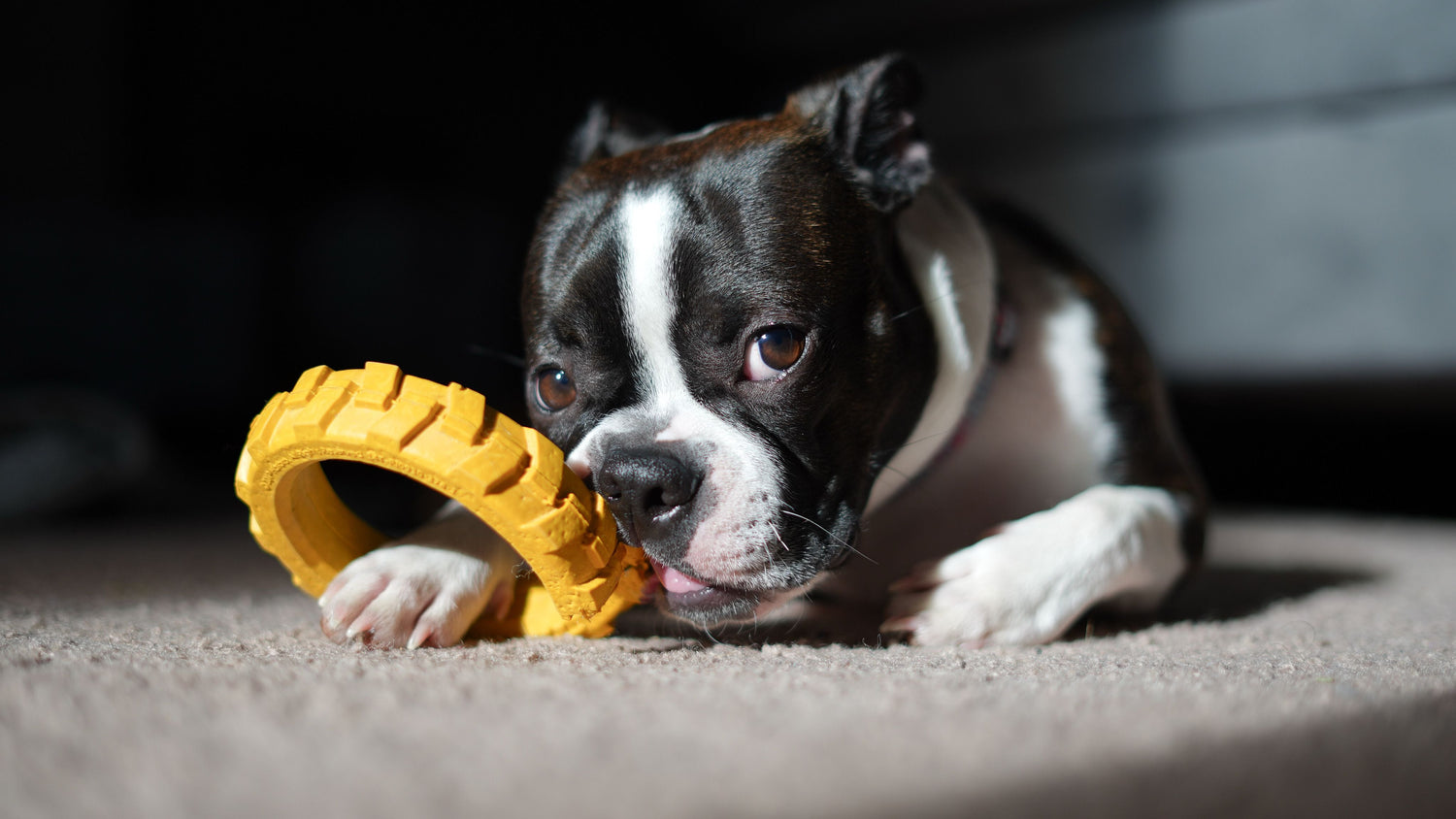 10 Indoor Enrichment Ideas That Tire Your Dog Out