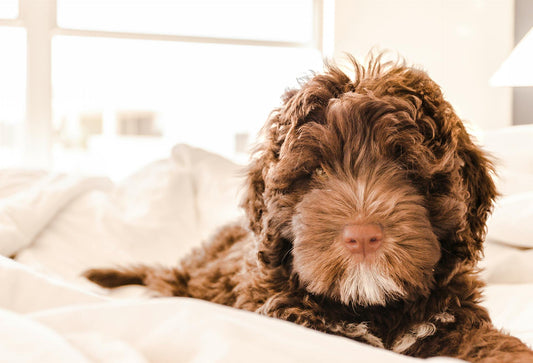 Scratch No More: Natural Solutions for Your Dog's Itchy Skin Woes