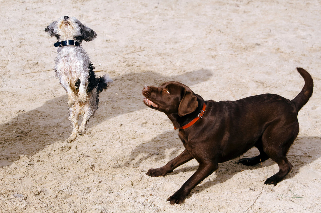 The End-of-Summer Joint Check Your Dog Needs
