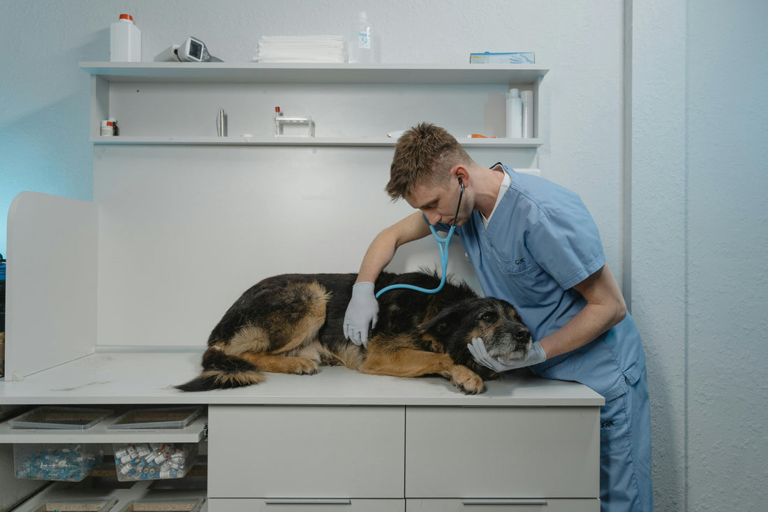 5 Dog Health Myths Vets Wish Would Go Away