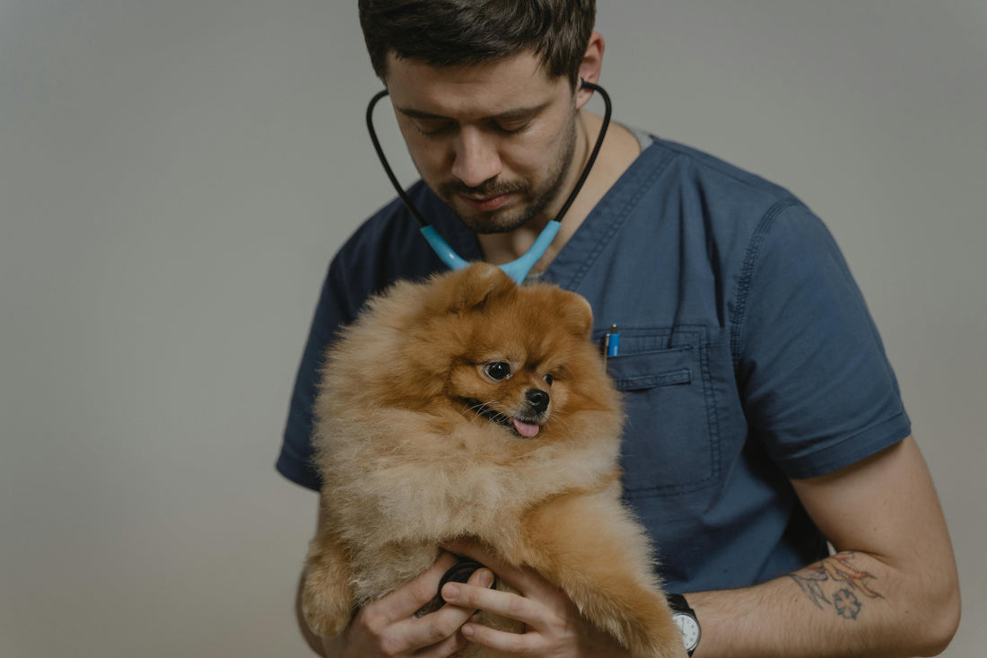 How Vets Know If a Dog Is Healthy or Not
