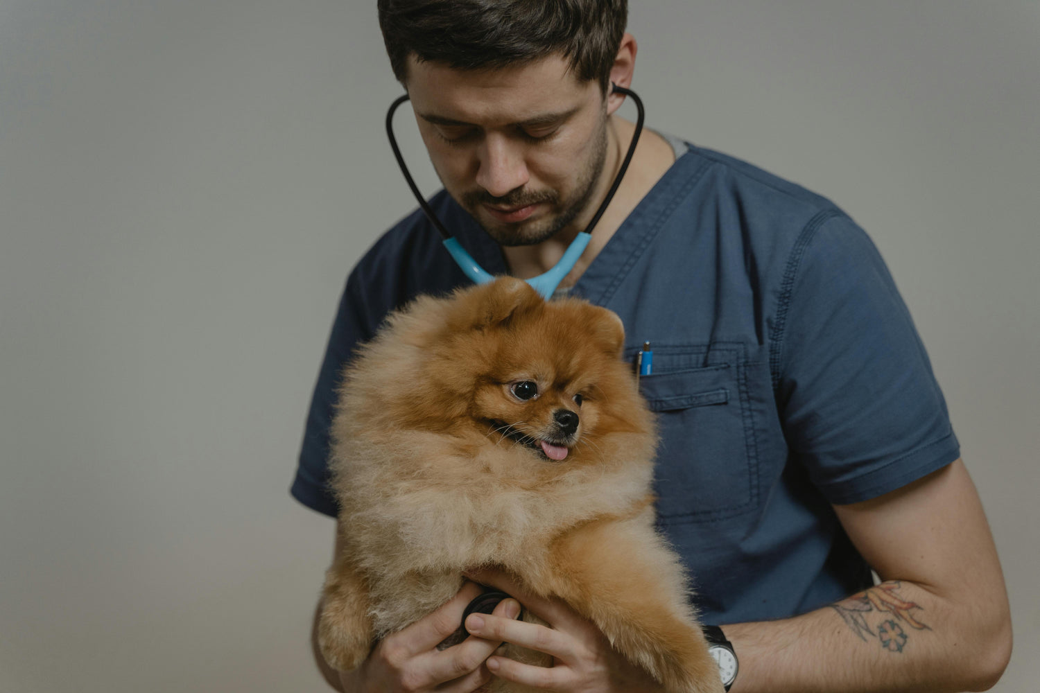 How Vets Know If a Dog Is Healthy or Not
