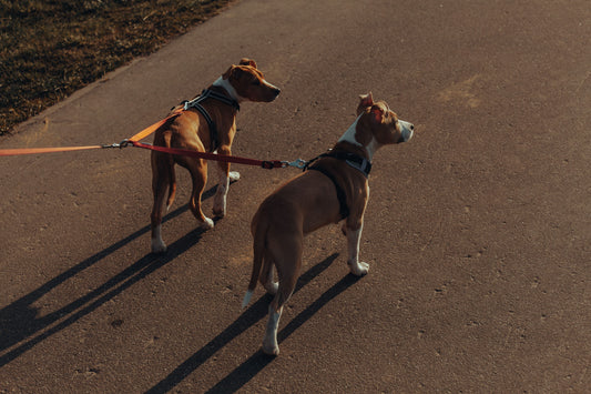 Why Walking Is the Best Joint Medicine There Is