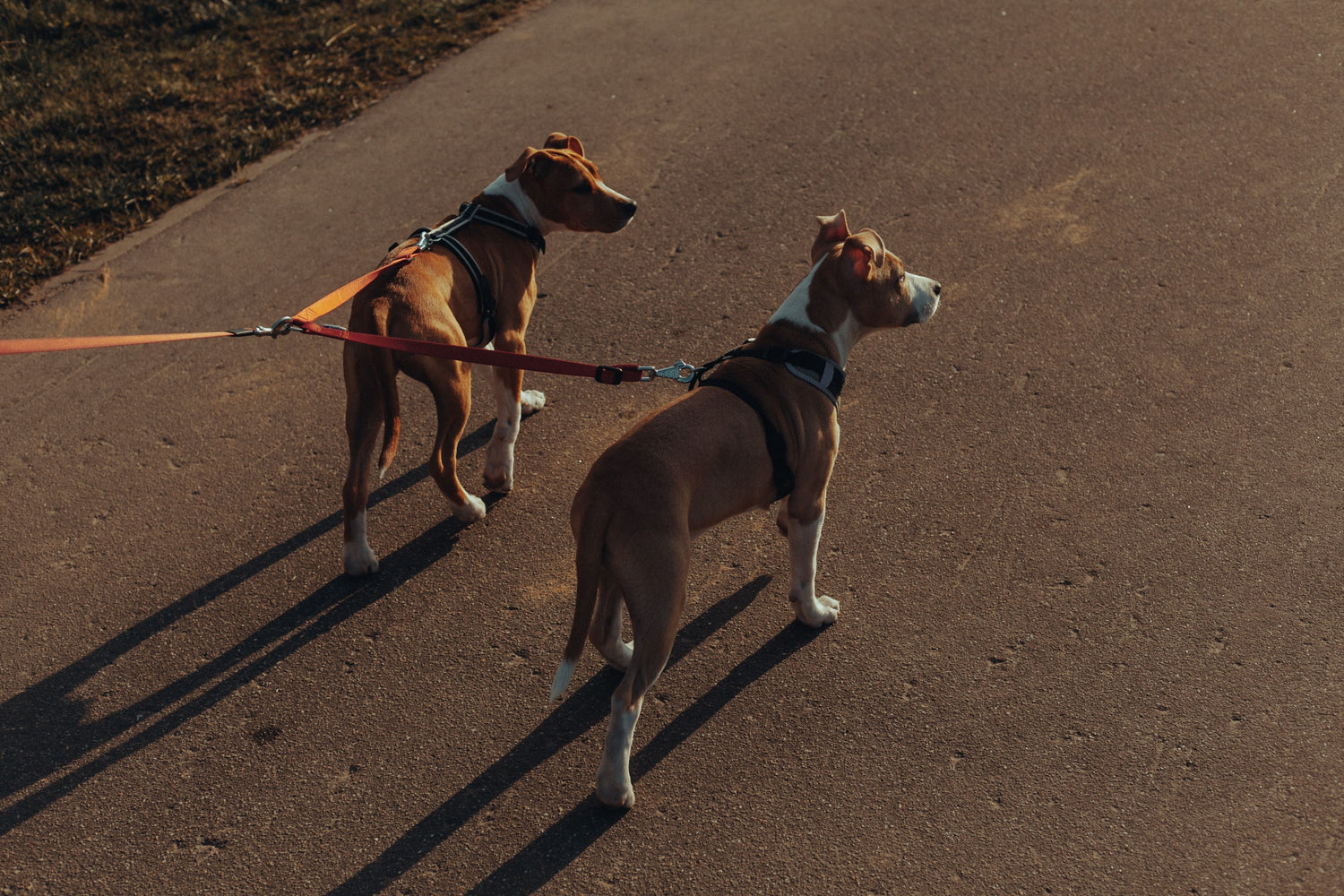 Why Walking Is the Best Joint Medicine There Is