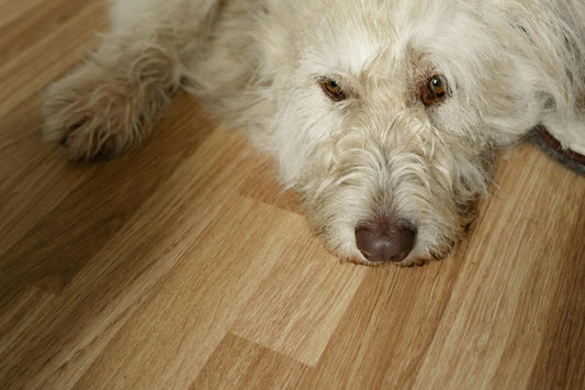 Is Your Dog Bored? Here's How to Tell