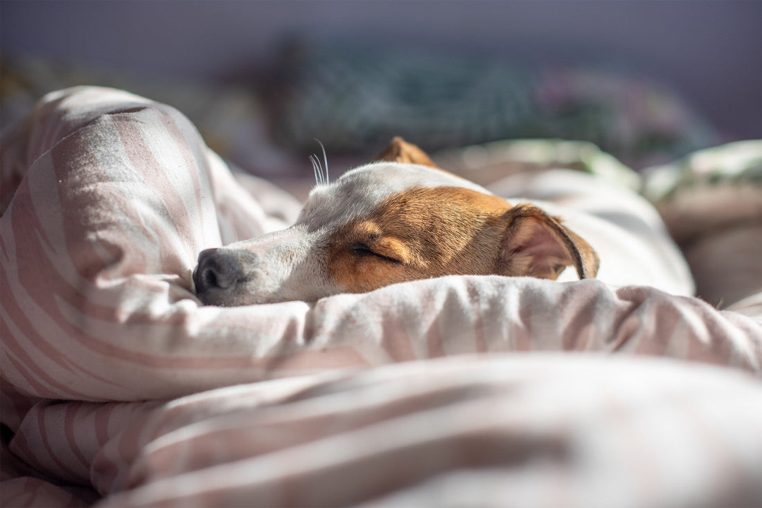 Scientists Decoded Your Dog's Dreams (And Yes, You're in Them)