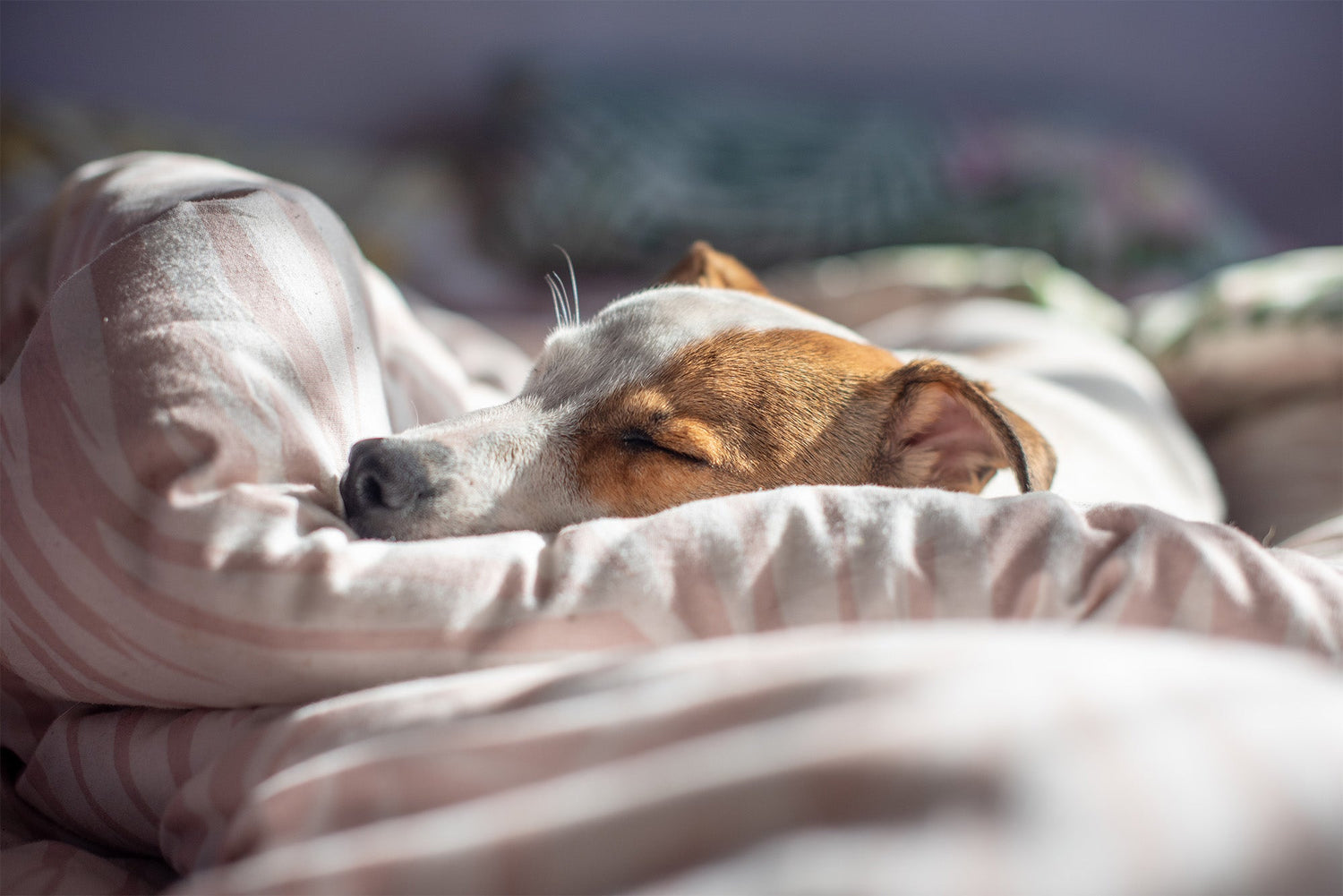 Scientists Decoded Your Dog's Dreams (And Yes, You're in Them)