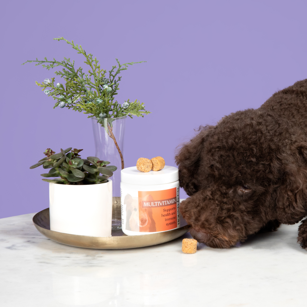 Vet Formulated Dog Supplements – Hound & Co